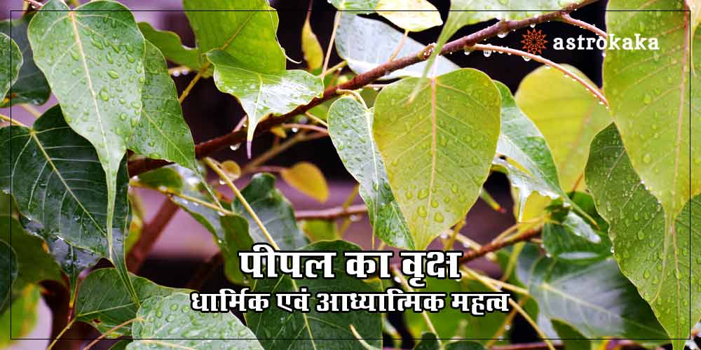 Importance and Benefits of Peepal Tree