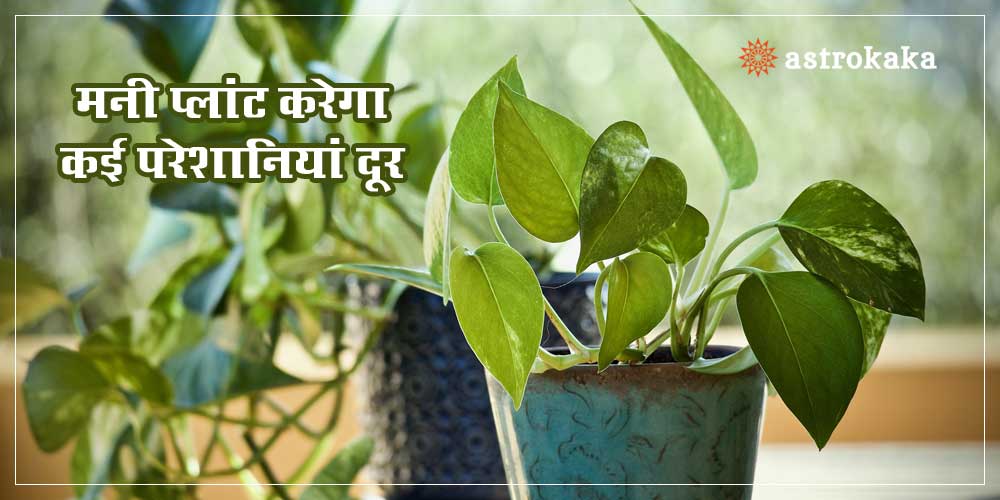 Money Plant Vastu Tips for Wealth and Peace