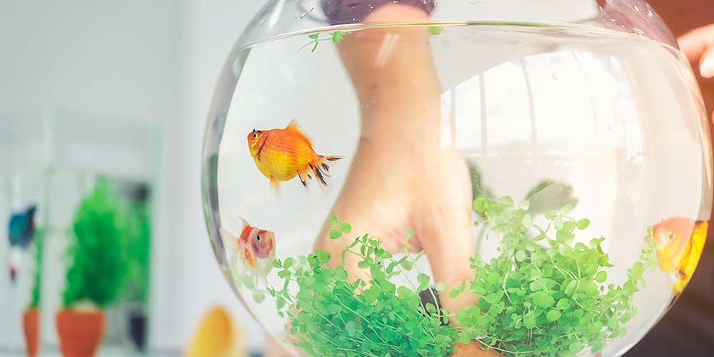 Why Fish Feeding or Having Aquarium at home is Good According to Feng Shui